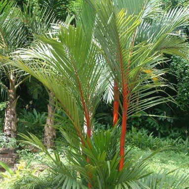 Lipstick Palm (Cyrtostachys Renda)