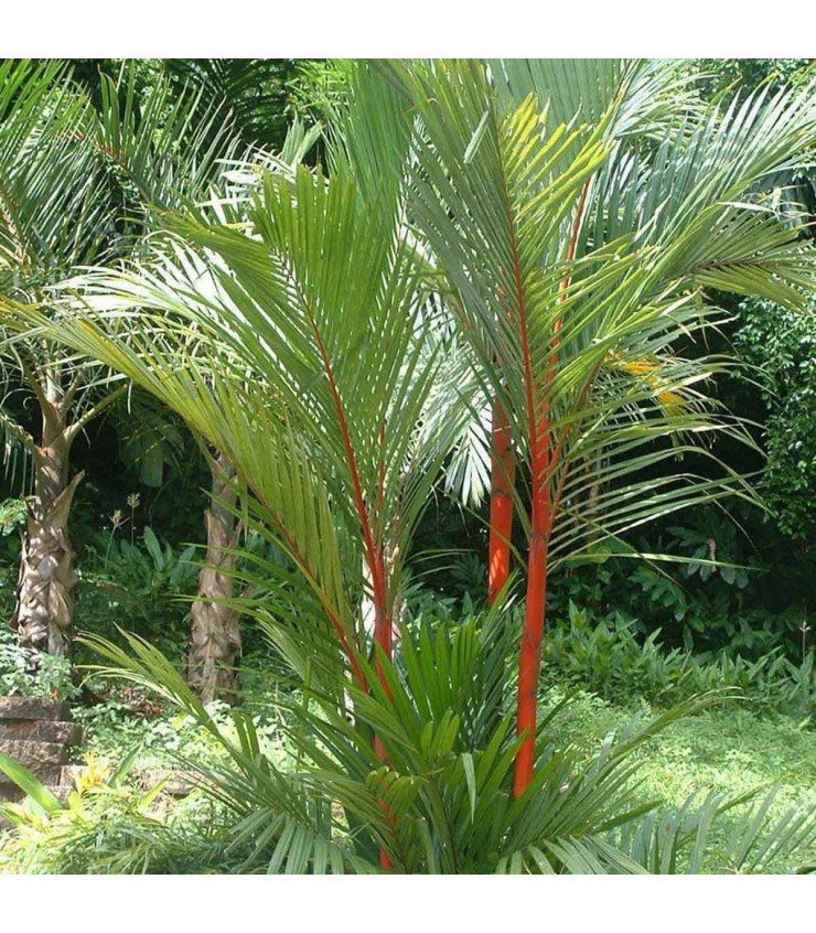 Lipstick Palm (Cyrtostachys Renda)