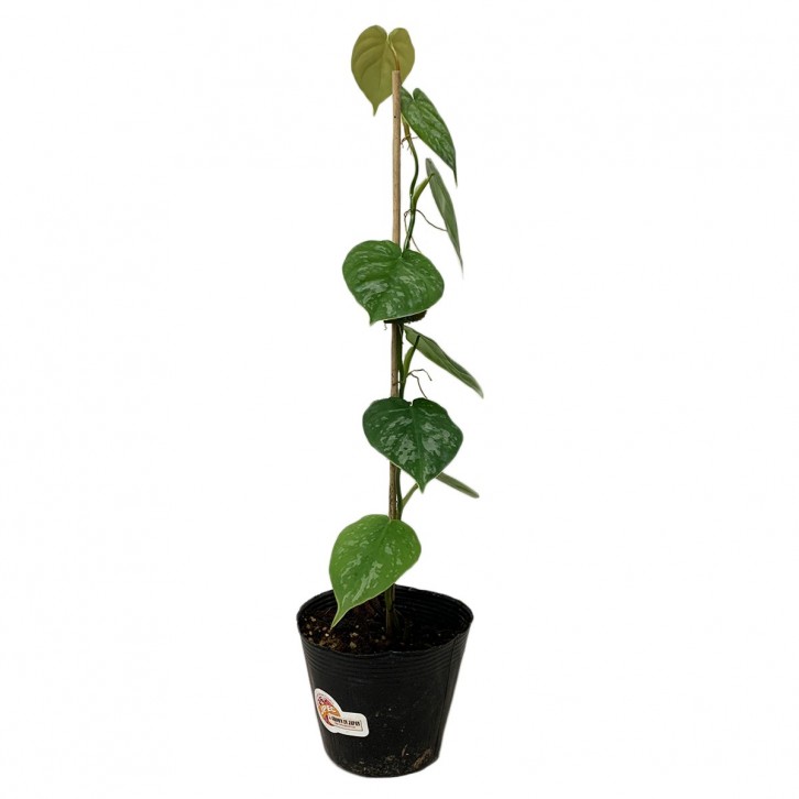 Philodendron Brandtianum