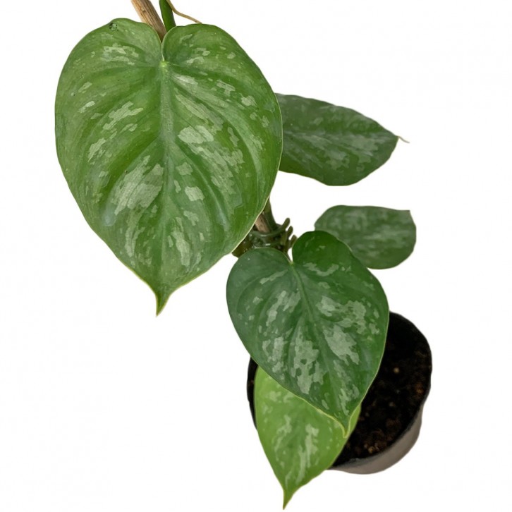 Philodendron Brandtianum