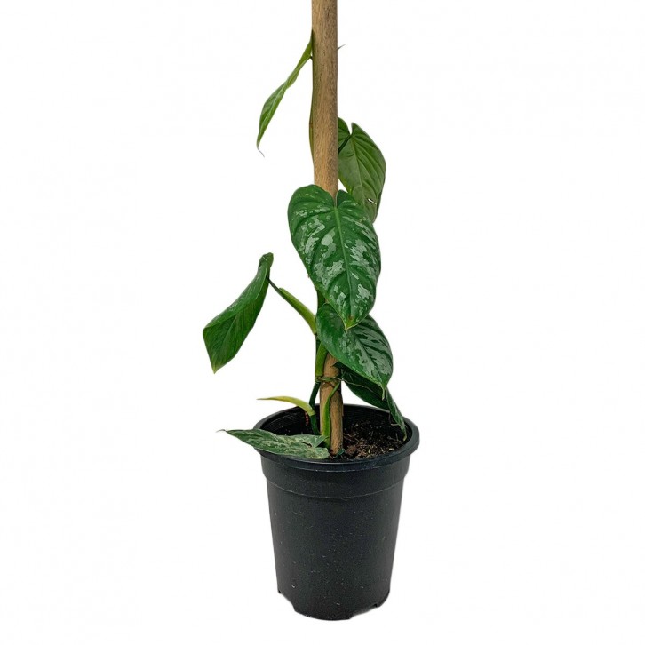 Philodendron Brandtianum