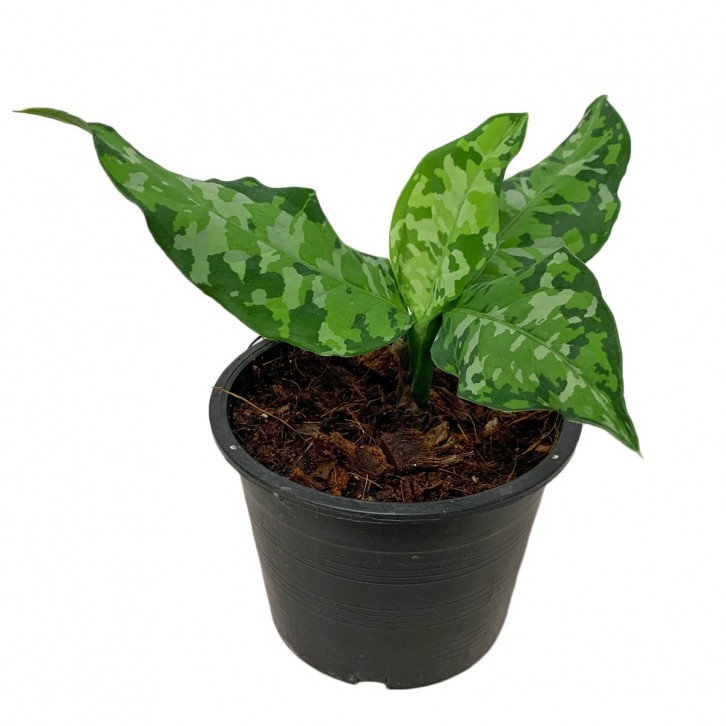 Aglaonema Pictum Tricolor
