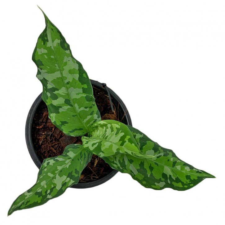 Aglaonema Pictum Tricolor