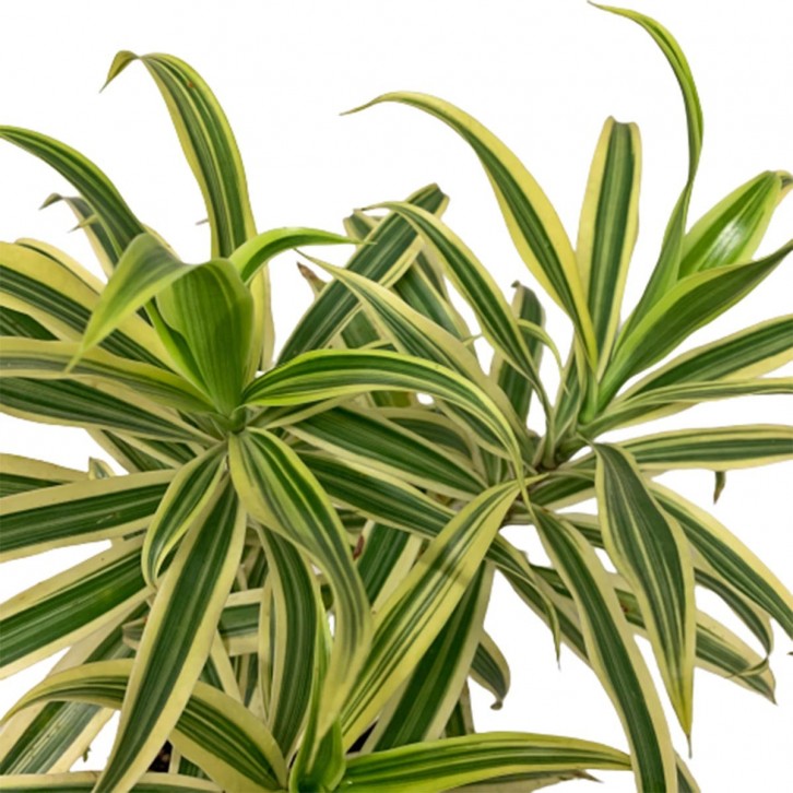 Dracaena Reflexa (Song of India)