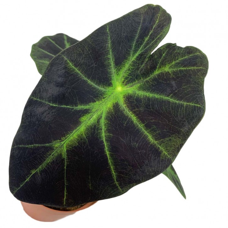 Colocasia Esculenta 'Coal Miner' (Elephant Ear)