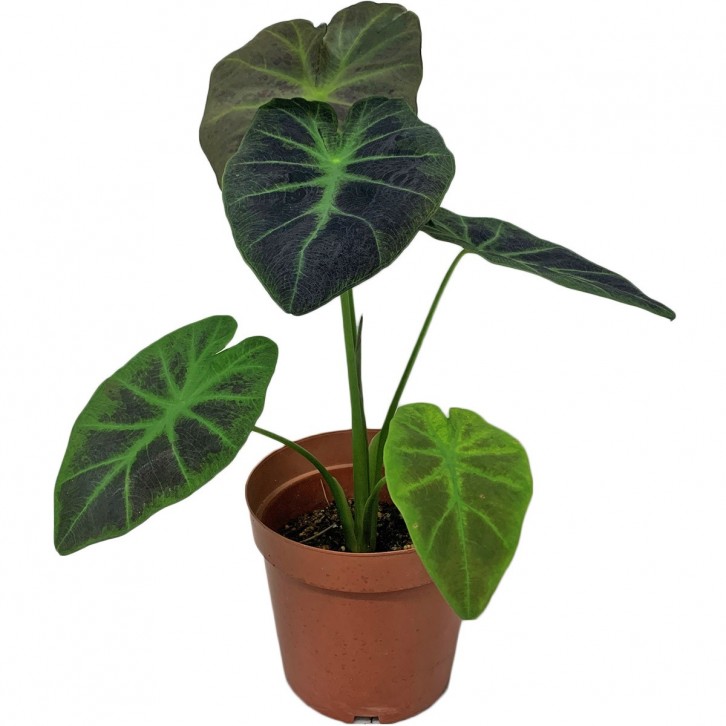 Colocasia Esculenta 'Coal Miner' (Elephant Ear)