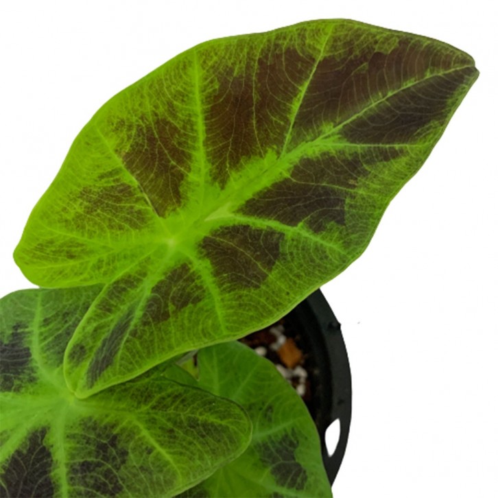 Colocasia Esculenta 'illustris' (Elephant Ear)