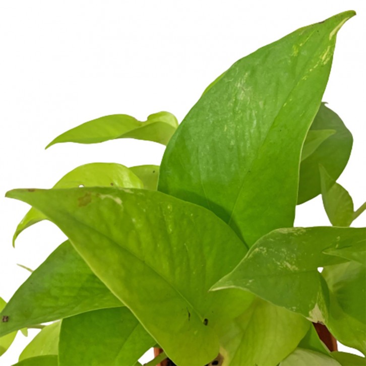 Epipremnum Golden (Money Plant)