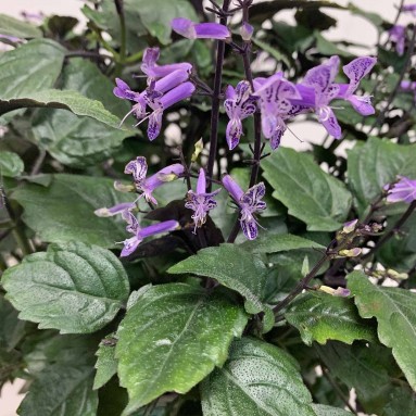 Ajuga (Bugleweed)