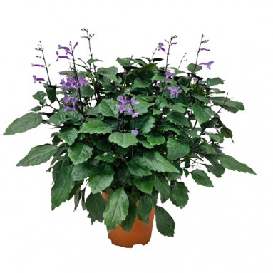 Ajuga (Bugleweed)