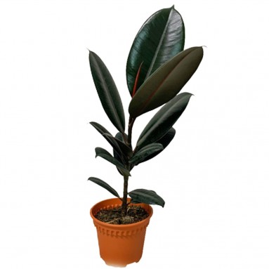 Ficus Elastica 'Burgundy'