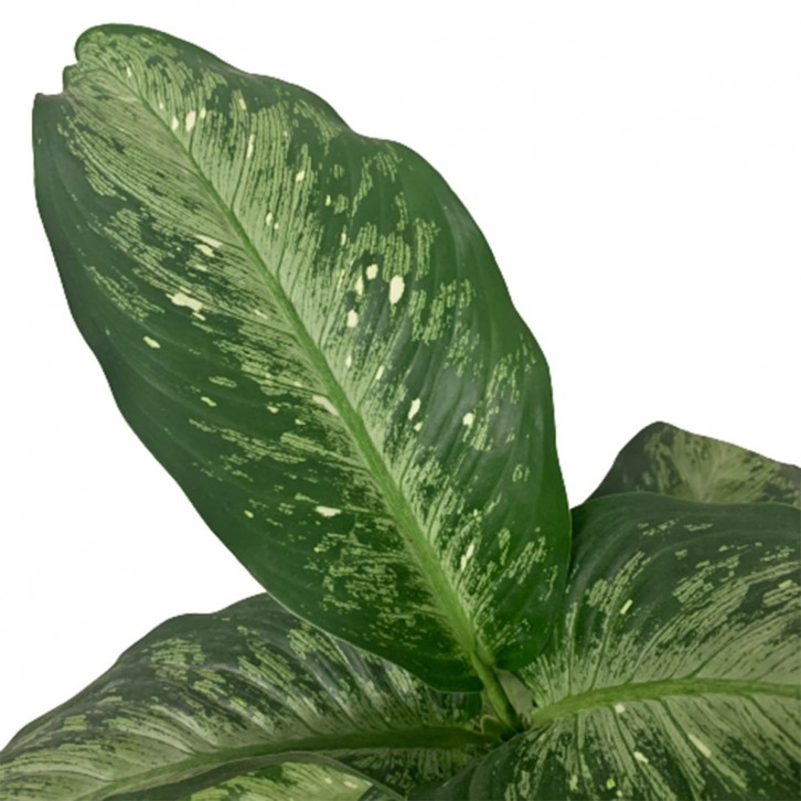 Dieffenbachia Americano (Dumbcane)