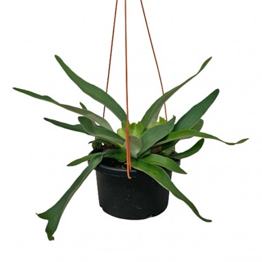 Platycerium Vietchii