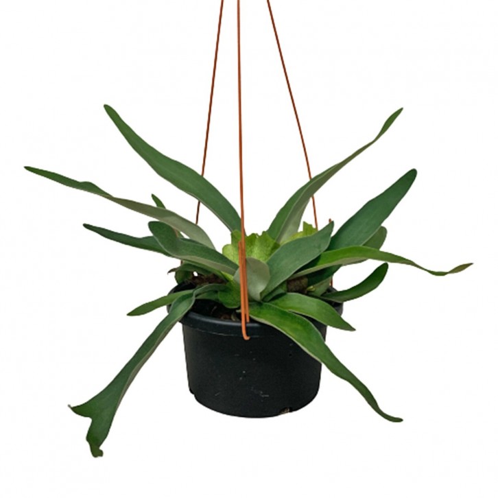 Platycerium Vietchii