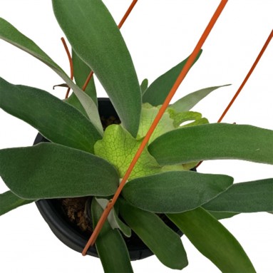 Platycerium Vietchii