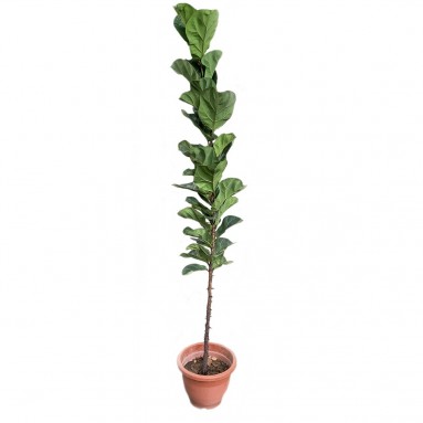 Ficus Lyrata