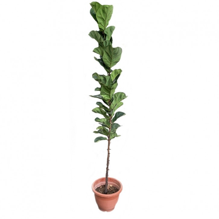 Ficus Lyrata (Narrow)