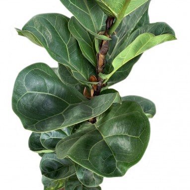 Ficus Lyrata