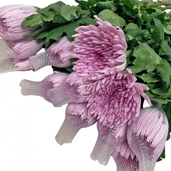 FreshCut Chrysanthemum Net