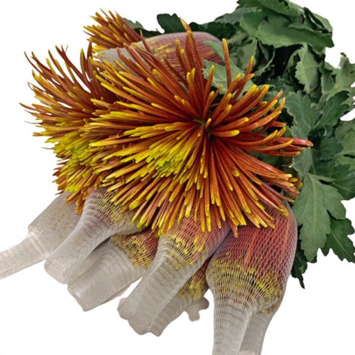 FreshCut Chrysanthemum Net