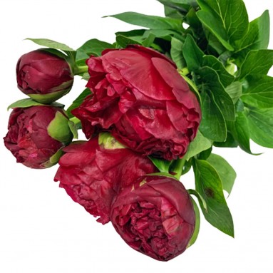 FreshCut Peony (ISP)