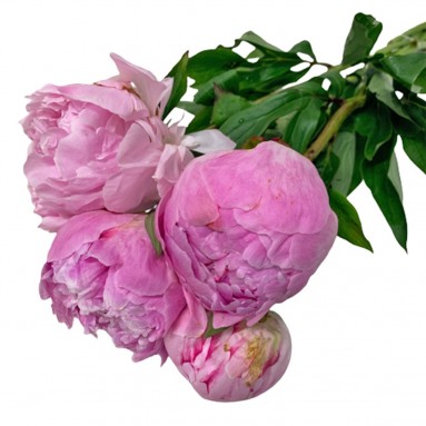 FreshCut Peony (ISP)