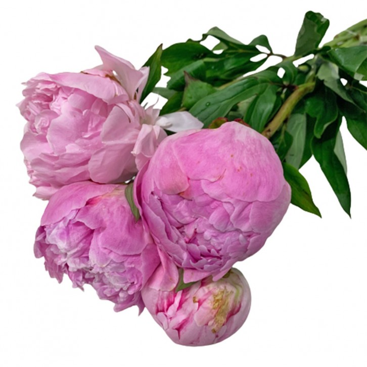 FreshCut Peony (ISP)