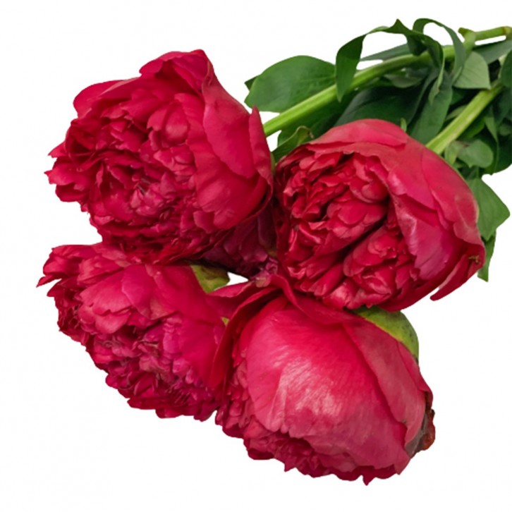FreshCut Peony (ISP)