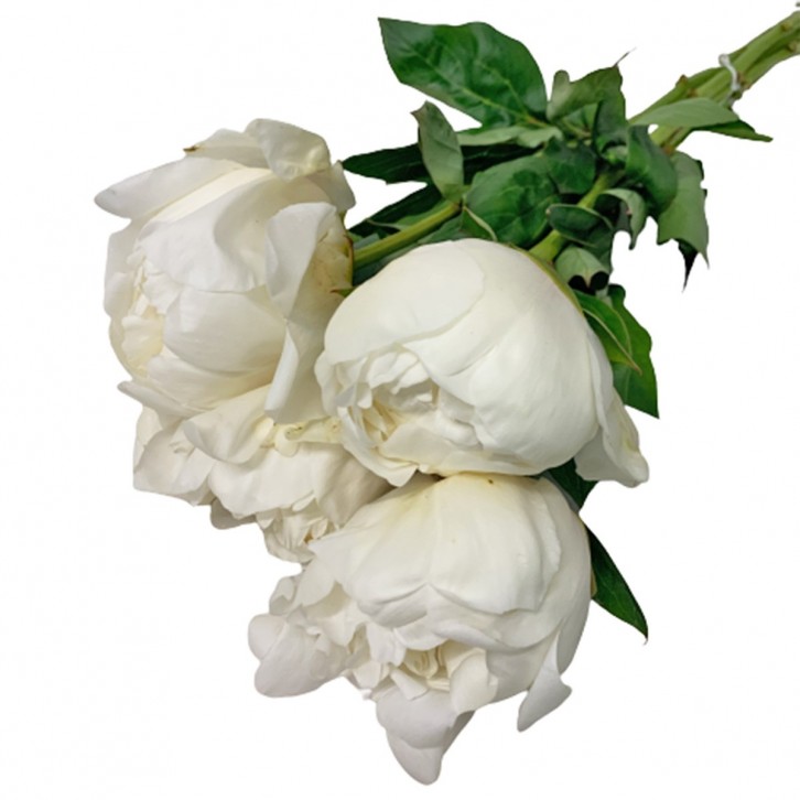 FreshCut Peony (ISP)