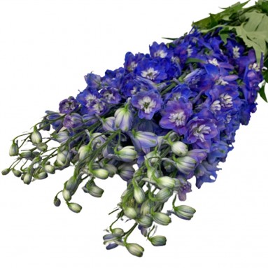 FreshCut Delphinium (ISP)