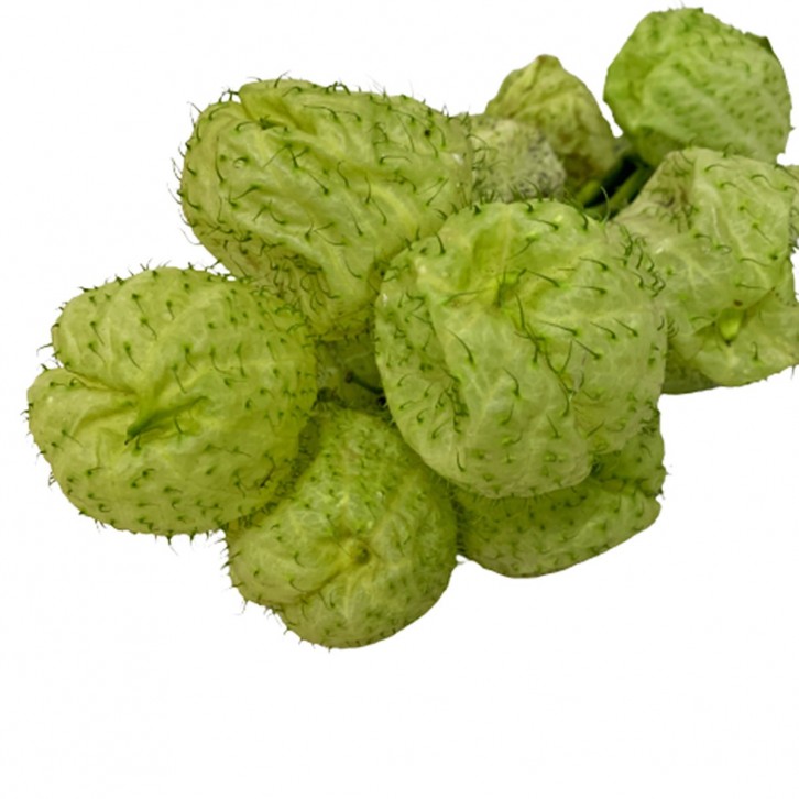 FreshCut Fruiticosa - Gomphocarpus Physocarpus (ISP)