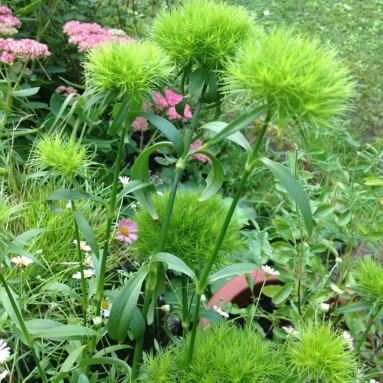 FreshCut Dianthus Green Trick