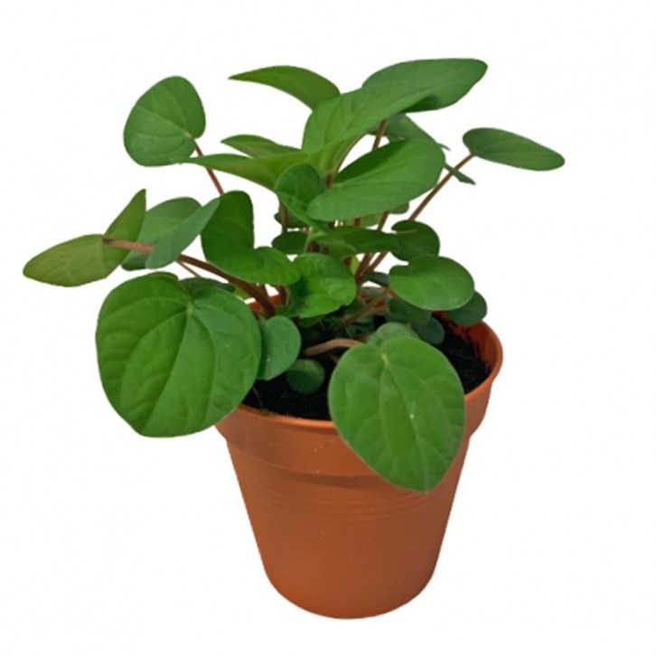 Peperomia Albovittata 'Rana Verde'