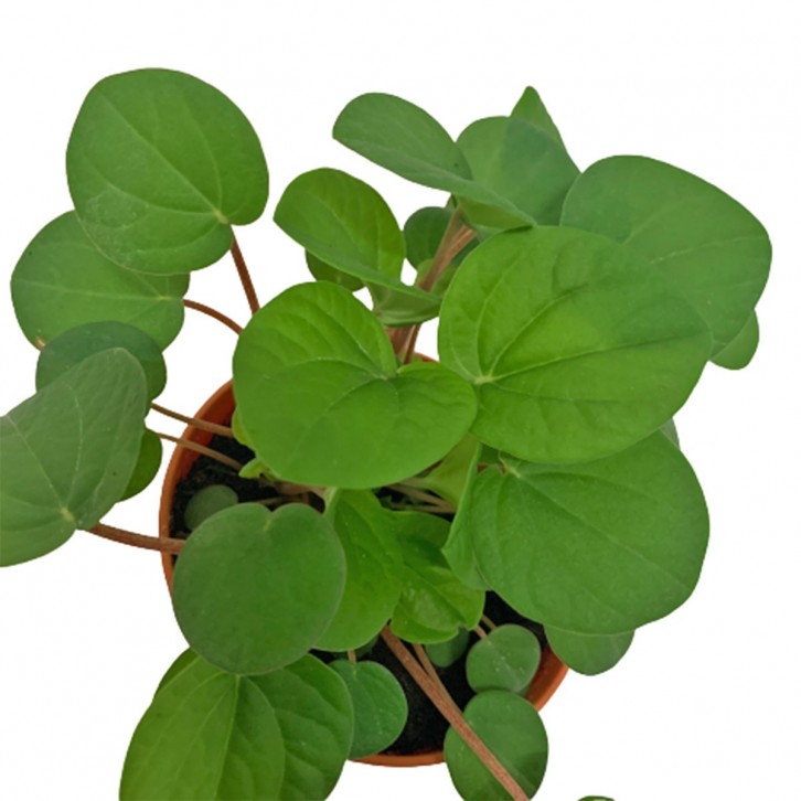 Peperomia Albovittata 'Rana Verde'