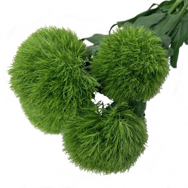 FreshCut Dianthus Green Trick