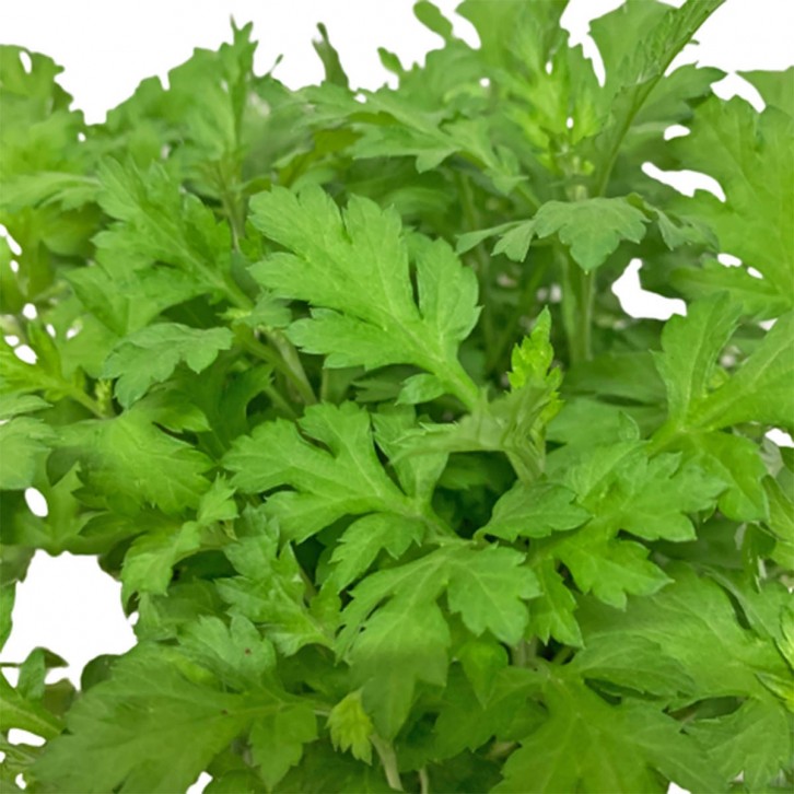 Mugwort 艾草 (Artemisia Vulgaris)