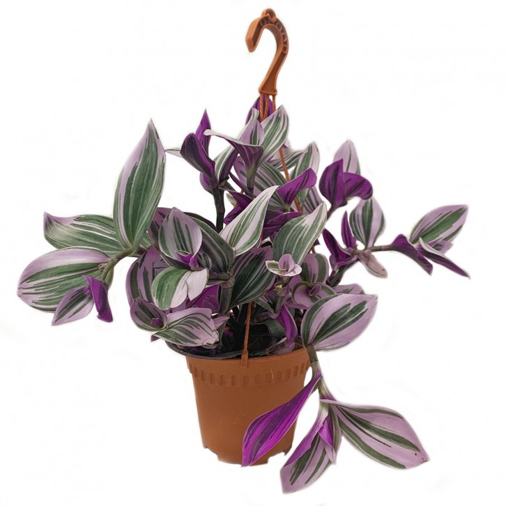 Tradescantia Nanouk (Wandering Jew)