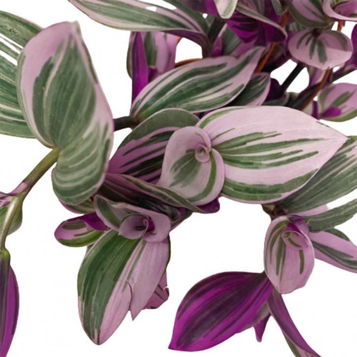 Tradescantia Nanouk (Wandering Jew)