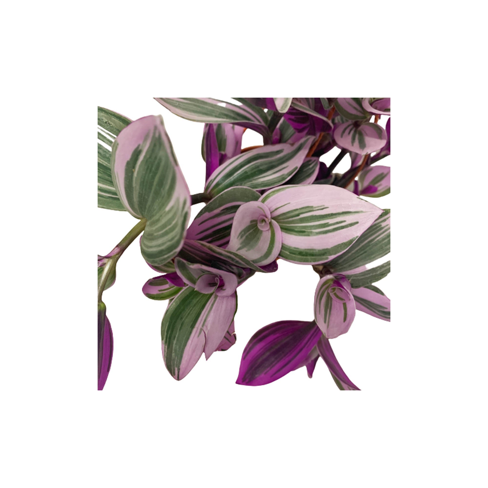 wandering jew nanouk propagation