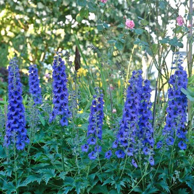 FreshCut Delphinium (ISP)