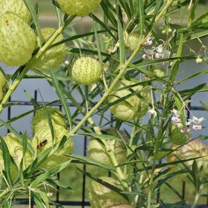 FreshCut Fruiticosa - Gomphocarpus Physocarpus (ISP)