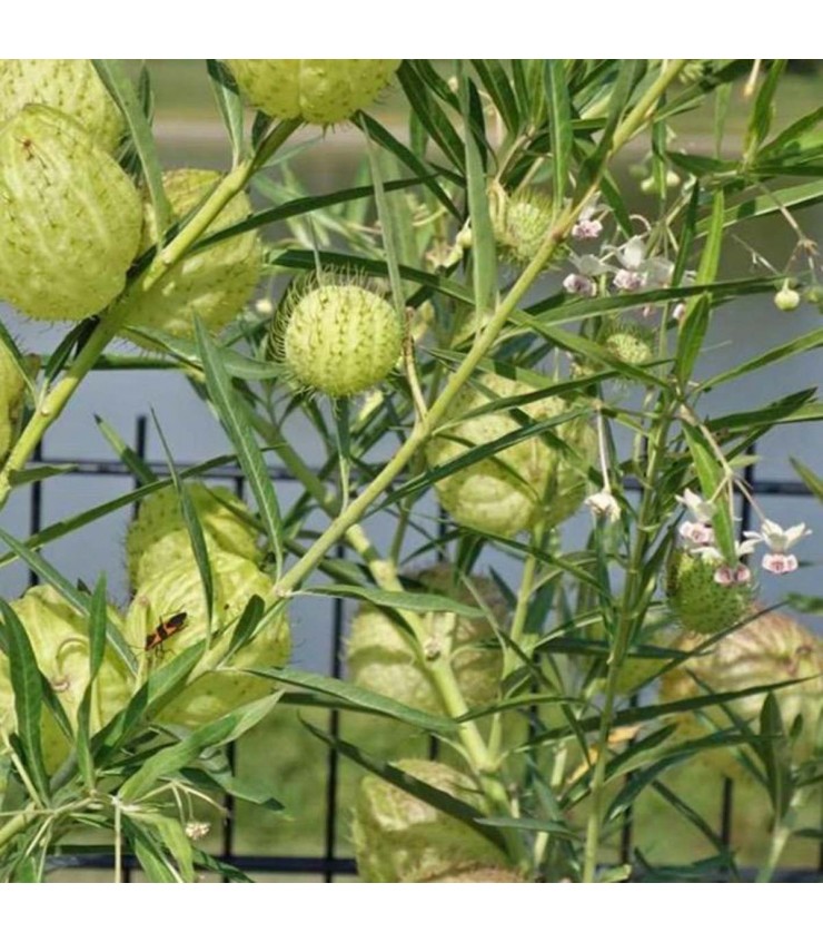 FreshCut Fruiticosa Gomphocarpus Physocarpus (ISP)