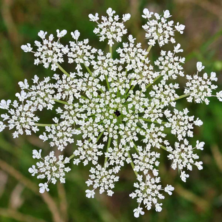 FreshCut Lace Flower - Ammi Maju (ISP)