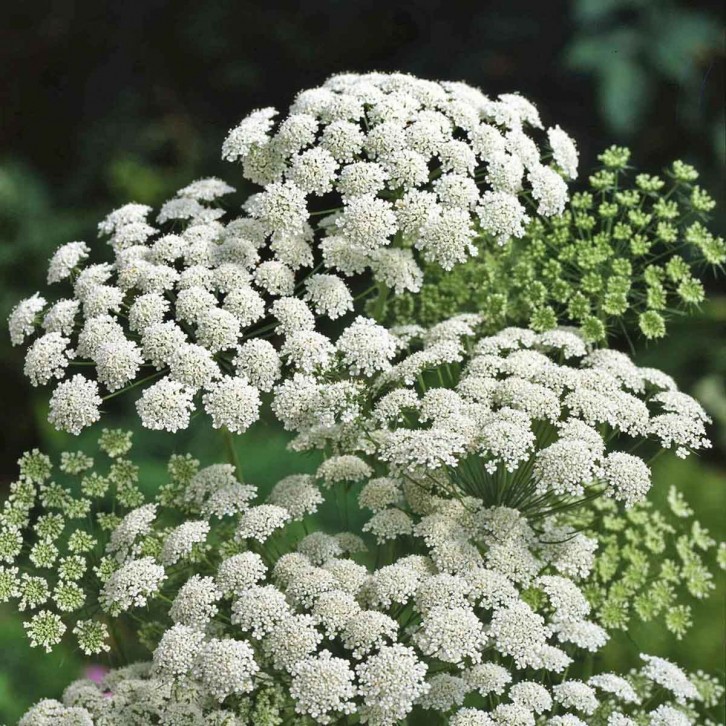 FreshCut Lace Flower - Ammi Maju (ISP)