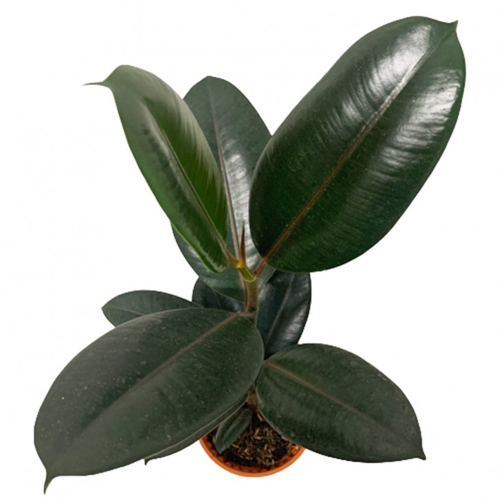Ficus Elastica Robusta