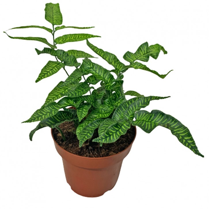 Coniogramme Emeiensis (Golden Zebra)