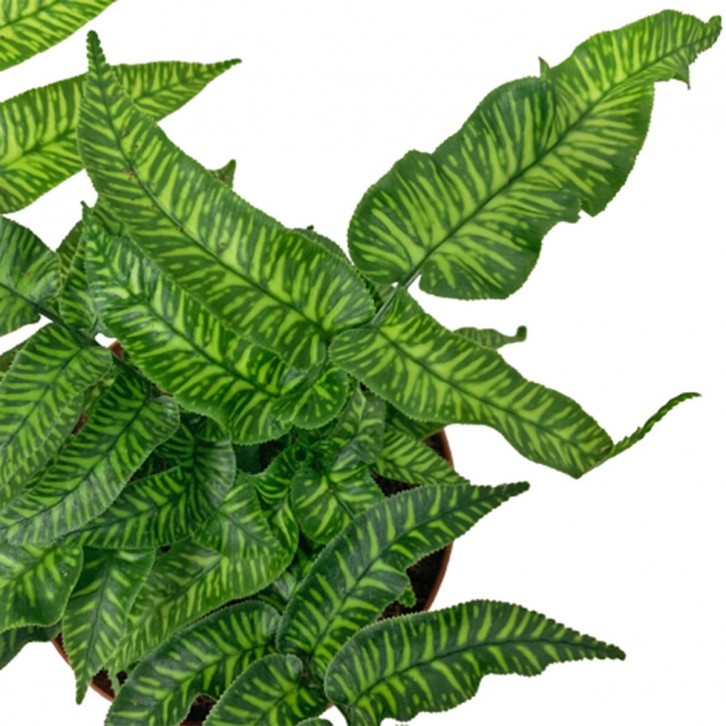 Coniogramme Emeiensis (Golden Zebra)