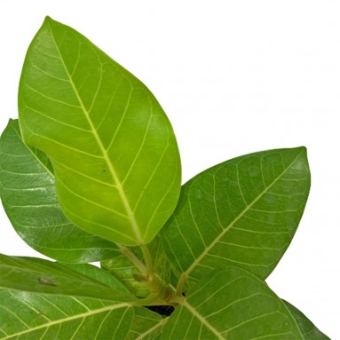 Ficus Altissima Golden