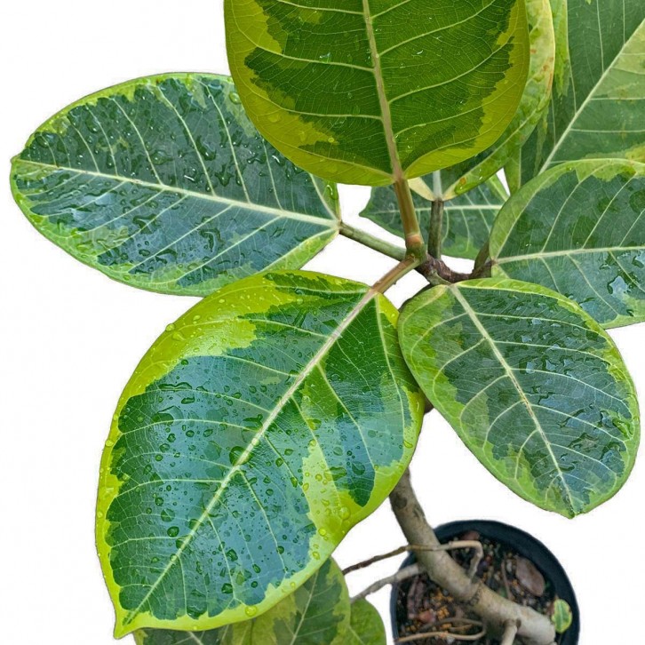 Ficus Altissima Bending Variegated (JAPAN)