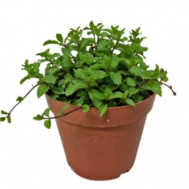Mint 薄荷草 (Mentha)